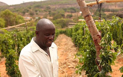 Passion fruit production in Goromonzi