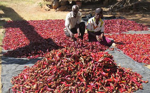 Paprika farming in Hurungwe