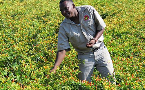 Chilli production in Masvingo