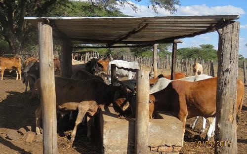 Beef production in Chikomba