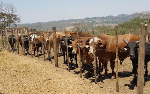 Beef production in Goromonzi