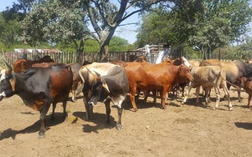 Beef production in Matobo