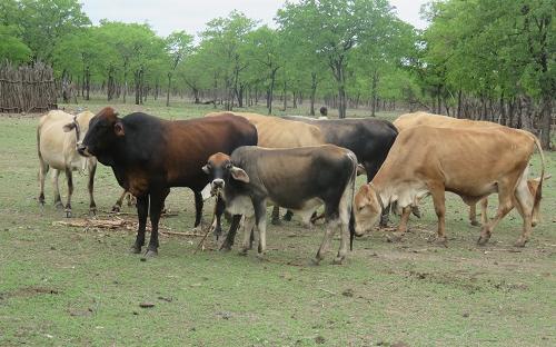 Beef production in Chiredzi