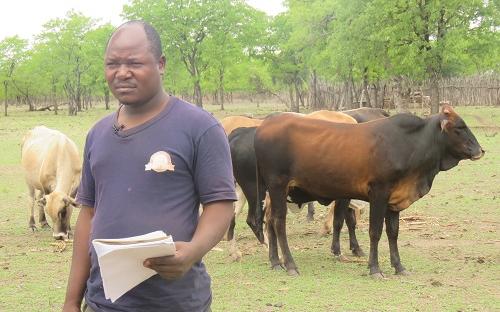Beef farmer in Chiredzi