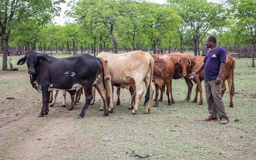 Beef production in Chiredzi