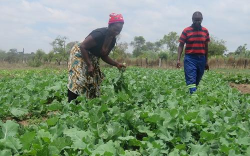 Vegetable farming in Masvingo