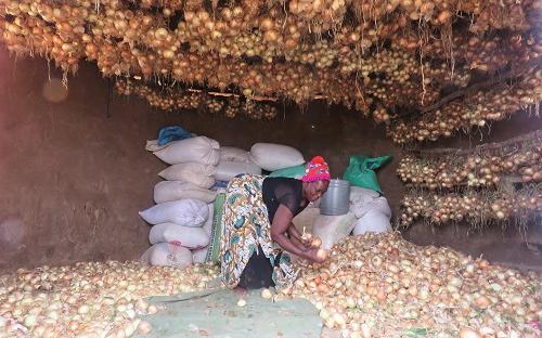 Vegetable farming in Masvingo