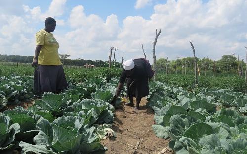 Vegetable farming in Masvingo