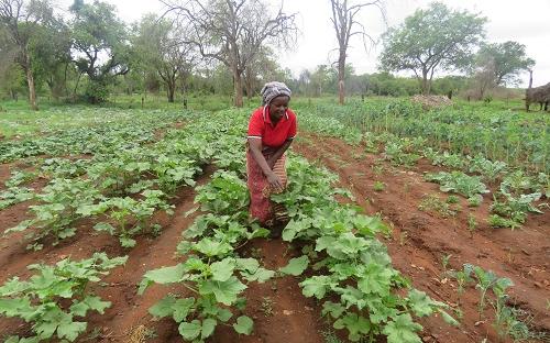 Vegetable farming under irrigation in Chiredzi