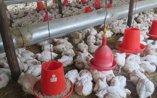 Poultry project funded by ZADT in Chegutu