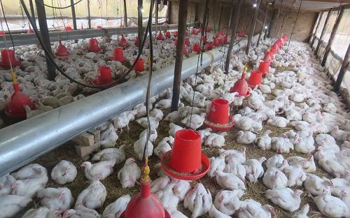 Poultry project funded by ZADT in Chegutu