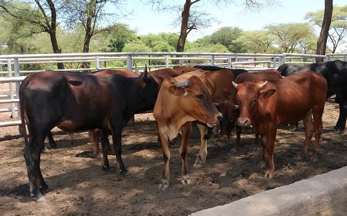 Beef production in Mbire