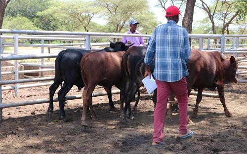 Beef production in Mbire