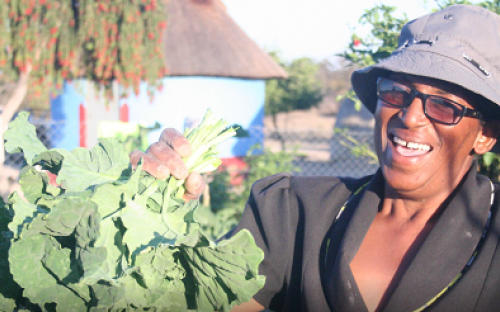 Horticulture farmer in Gokwe