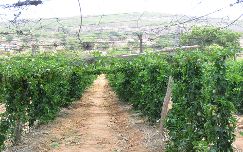 Passion fruit production in Goromonzi