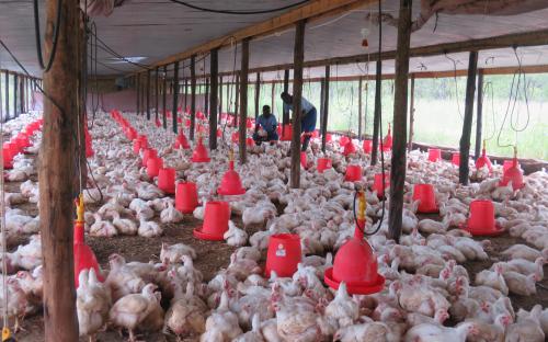 Poultry project funded by ZADT in Chegutu