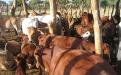 Beef production in Plumtree