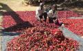 Paprika farming in Hurungwe