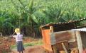 Banana farmer in Honde Valley