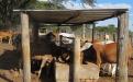 Beef production in Chikomba