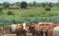 Beef production in Umguza