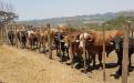 Beef production in Goromonzi