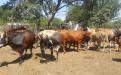 Beef production in Matobo