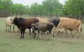 Beef production in Chiredzi