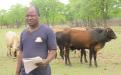 Beef farmer in Chiredzi