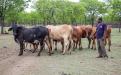 Beef production in Chiredzi