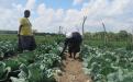 Vegetable farming in Masvingo