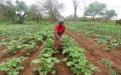 Vegetable farming under irrigation in Chiredzi