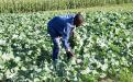 Vegetable farming in Gokwe