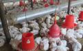 Poultry project funded by ZADT in Chegutu