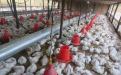 Poultry project funded by ZADT in Chegutu