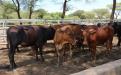 Beef production in Mbire