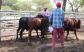 Beef production in Mbire