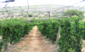 Passion fruit production in Goromonzi