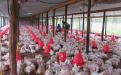 Poultry project funded by ZADT in Chegutu