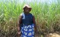 Sugarcane farmer in Chiredzi